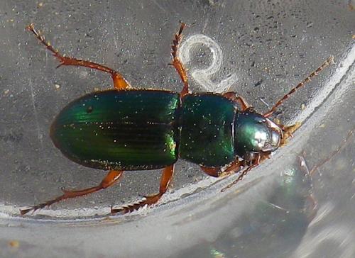 Réf. 194 406 : Harpalus affinis